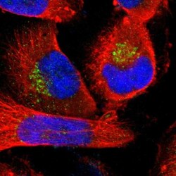 MANEA Antibody, Novus Biologicals 25 &mu;L; Unlabeled:Antibodies, Polyclonal